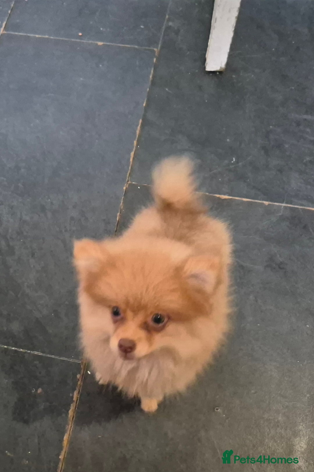 Pomeranian dogs for sale: Pomeranian,  from fully health tested parents  - Image 17