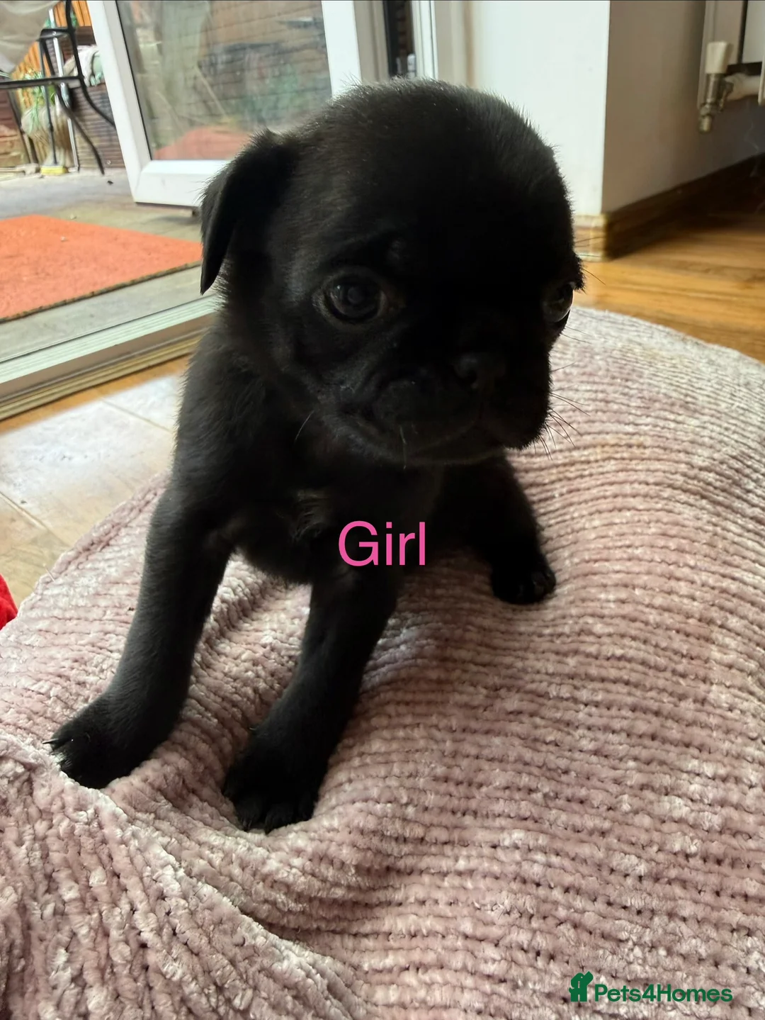 Pug dogs for sale: Pug pups! - Advert 2