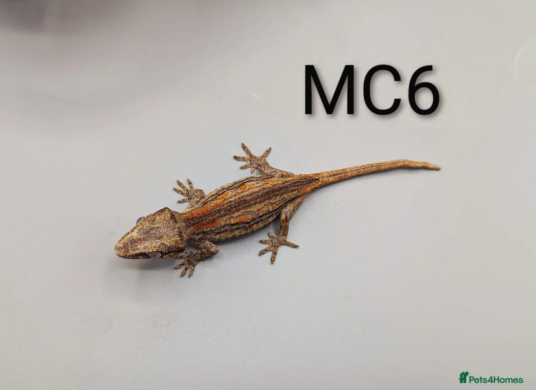 Gecko reptiles for sale: Orange Stripe Gargoyle Gecko CB25  - Advert 2