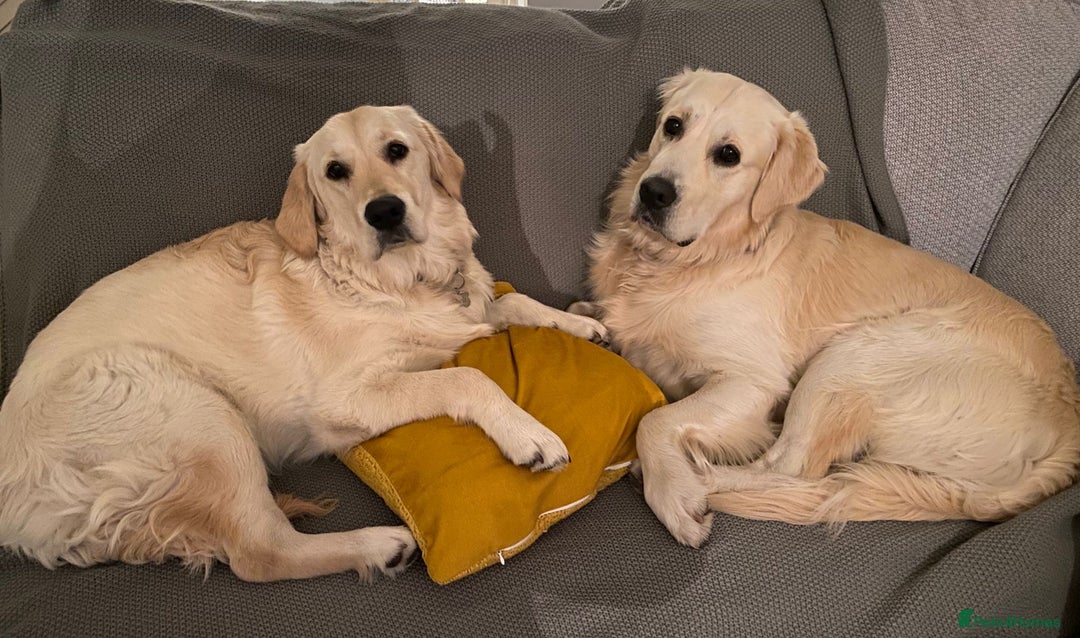 Golden Retriever dogs for sale: Expression of Interest - Golden Retriever Puppies - Image 7