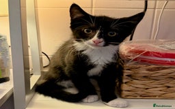 Mixed Breed cats for sale: Kitten for sale (14 weeks old)  - Image 10