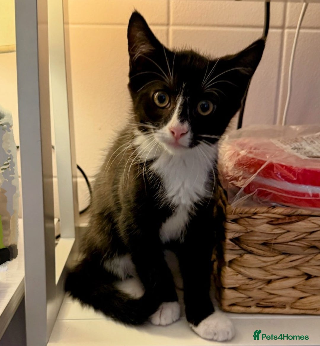 Mixed Breed cats for sale: Kitten for sale (14 weeks old)  - Image 10