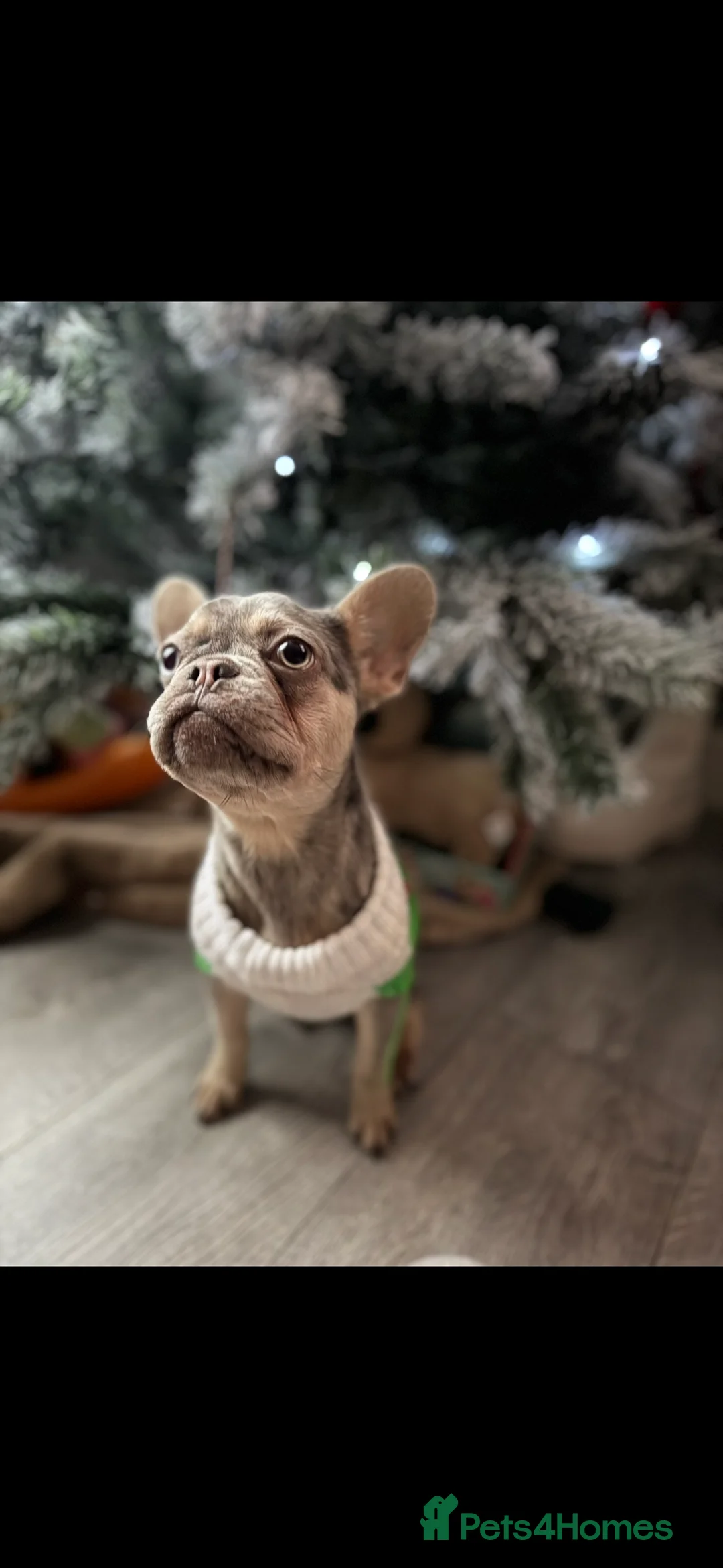 French Bulldog dogs for sale: Merle French Bulldog Female - Advert 1