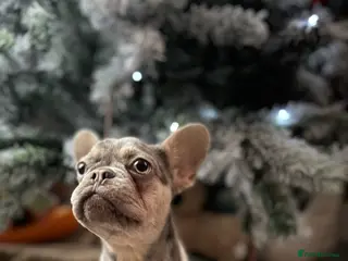 French Bulldog dogs Merle French Bulldog Female - Advert 13