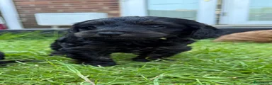 Cockapoo Puppy 4