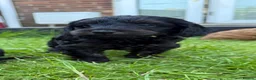 Cockapoo dogs for sale: Beautiful litter of F1 toy cockapoo pups in Ferryhill - Advert 2