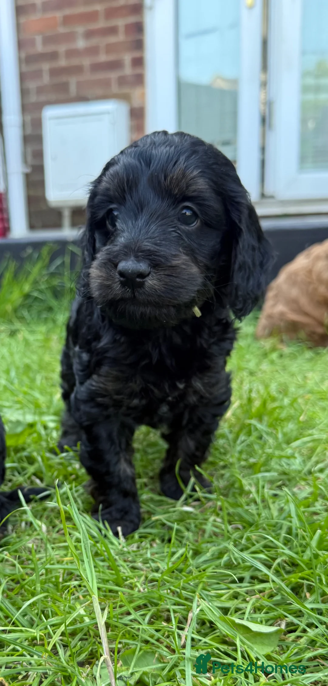 Cockapoo dogs for sale: Beautiful litter of F1 toy cockapoo pups in Ferryhill - Advert 2