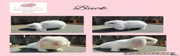 Mini Lop rabbits for sale: Pure mini lops  - Advert 3