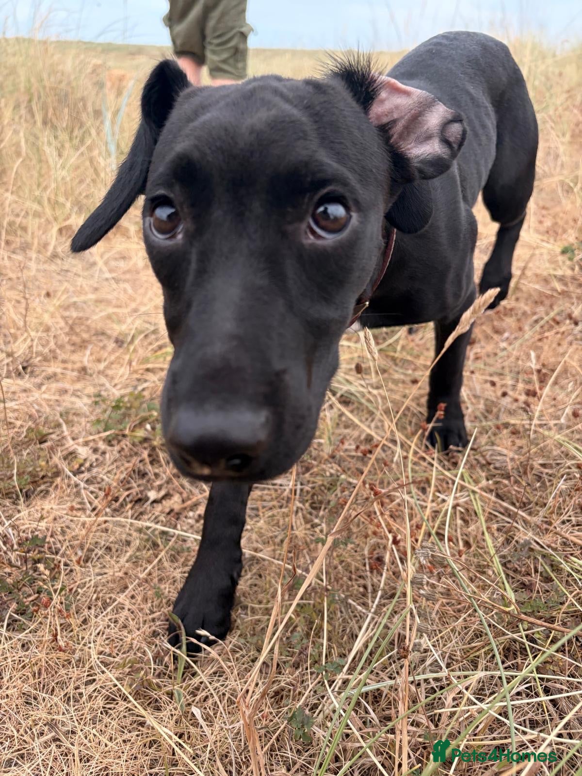 Mixed Breed dogs Patterdale cross  - Advert 7