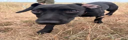 Mixed Breed dogs for sale: Patterdale cross  in Redcar - Advert 1