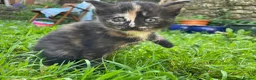 Mixed Breed cats for sale: Kittens for sale in Bridport - Advert 3