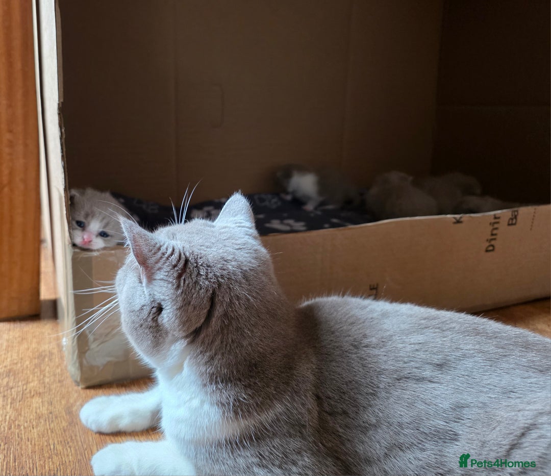 British Shorthair cats for sale: GCCF Registered British Shorthair Kittens - Image 21