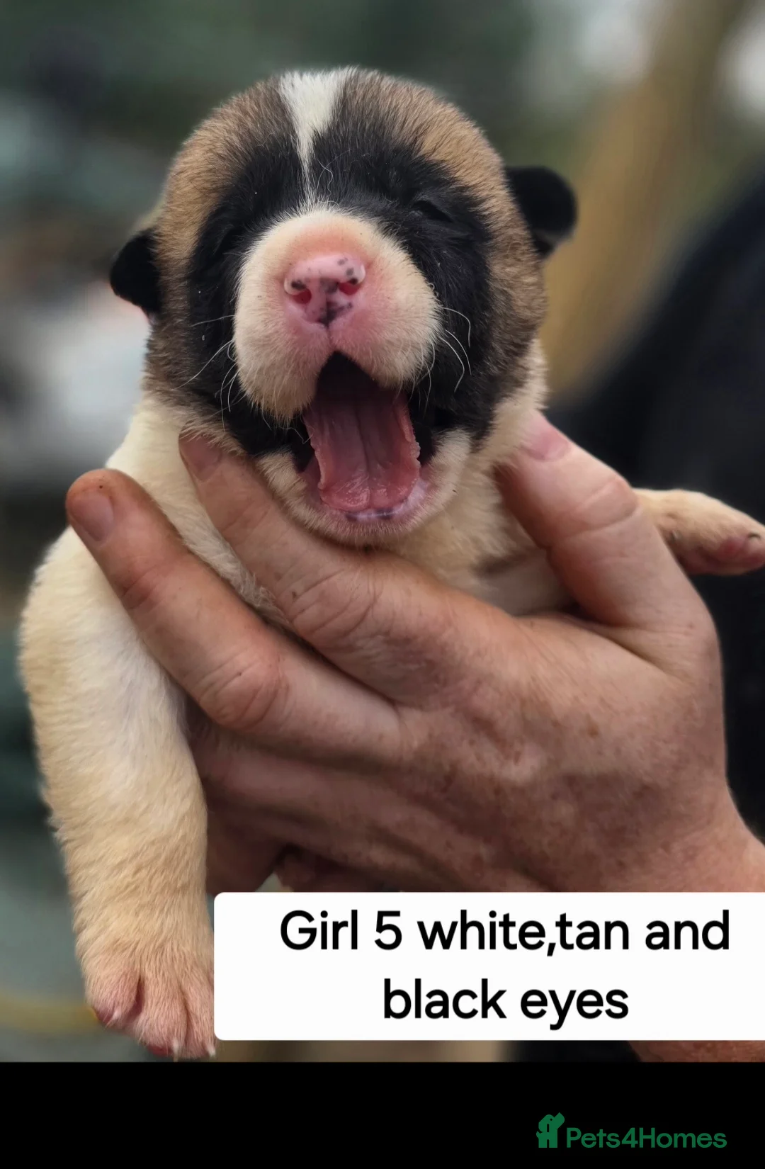 Mixed Breed dogs for sale: 9 Beautiful Akita x puppies for sale - Advert 21