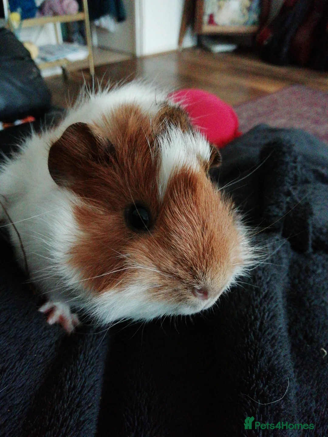 Guinea Pig rodents for sale: Adorable brother and sister are looking for home - Advert 2