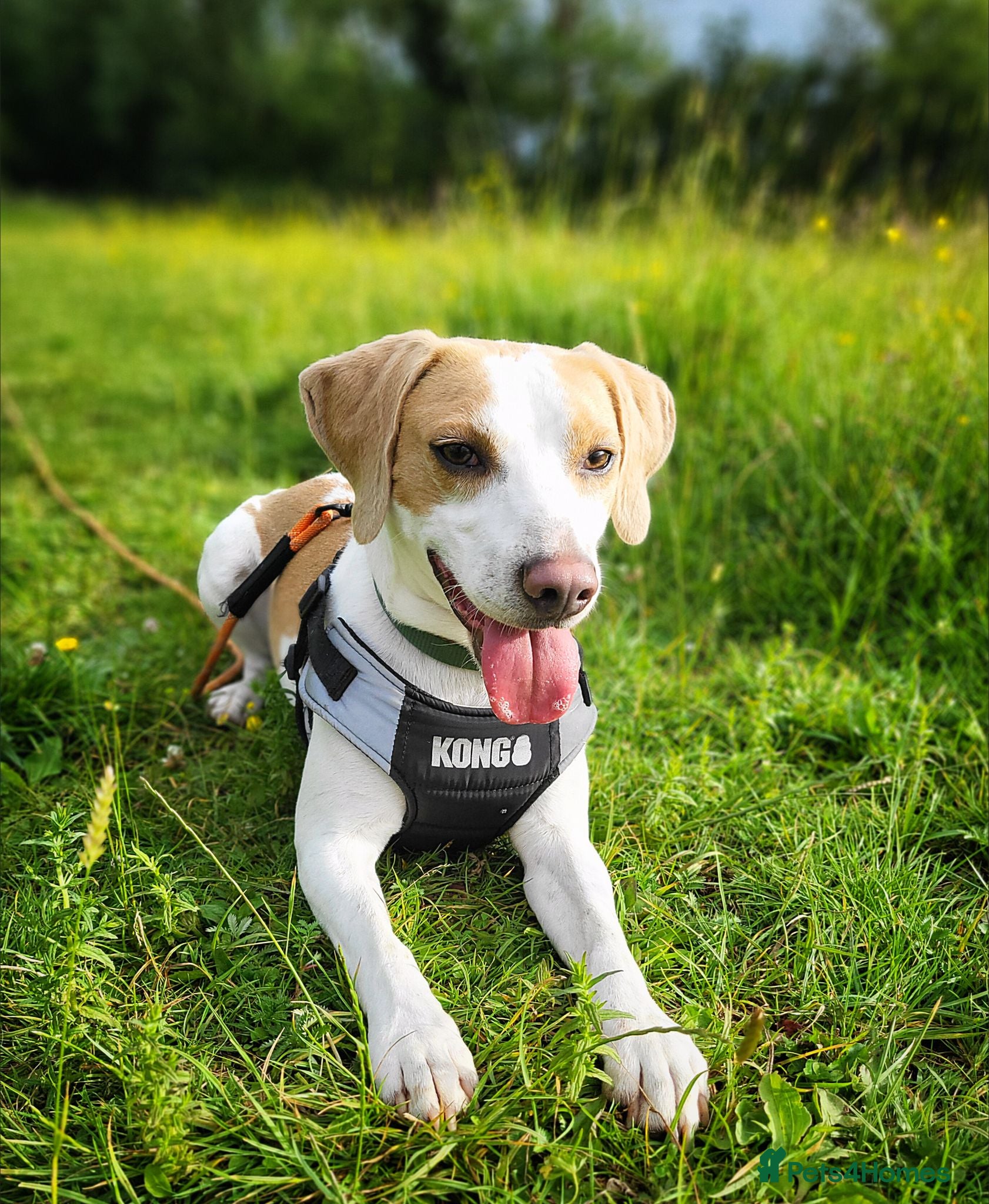 Mixed Breed dogs Milo The Lemon Cross Beagle - Advert 8
