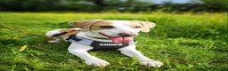 Mixed Breed dogs for sale: Milo The Lemon Cross Beagle - Advert 1