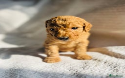 Mixed Breed dogs for sale: Australian Labradoodle Double Doodle puppies in Glastonbury - Image 19