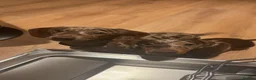 Miniature Dachshund dogs for sale: Miniature dachshund looking for a new home! - Advert 5