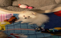 Pomeranian dogs for sale: Beautiful Pomerian Boy  - Image 4