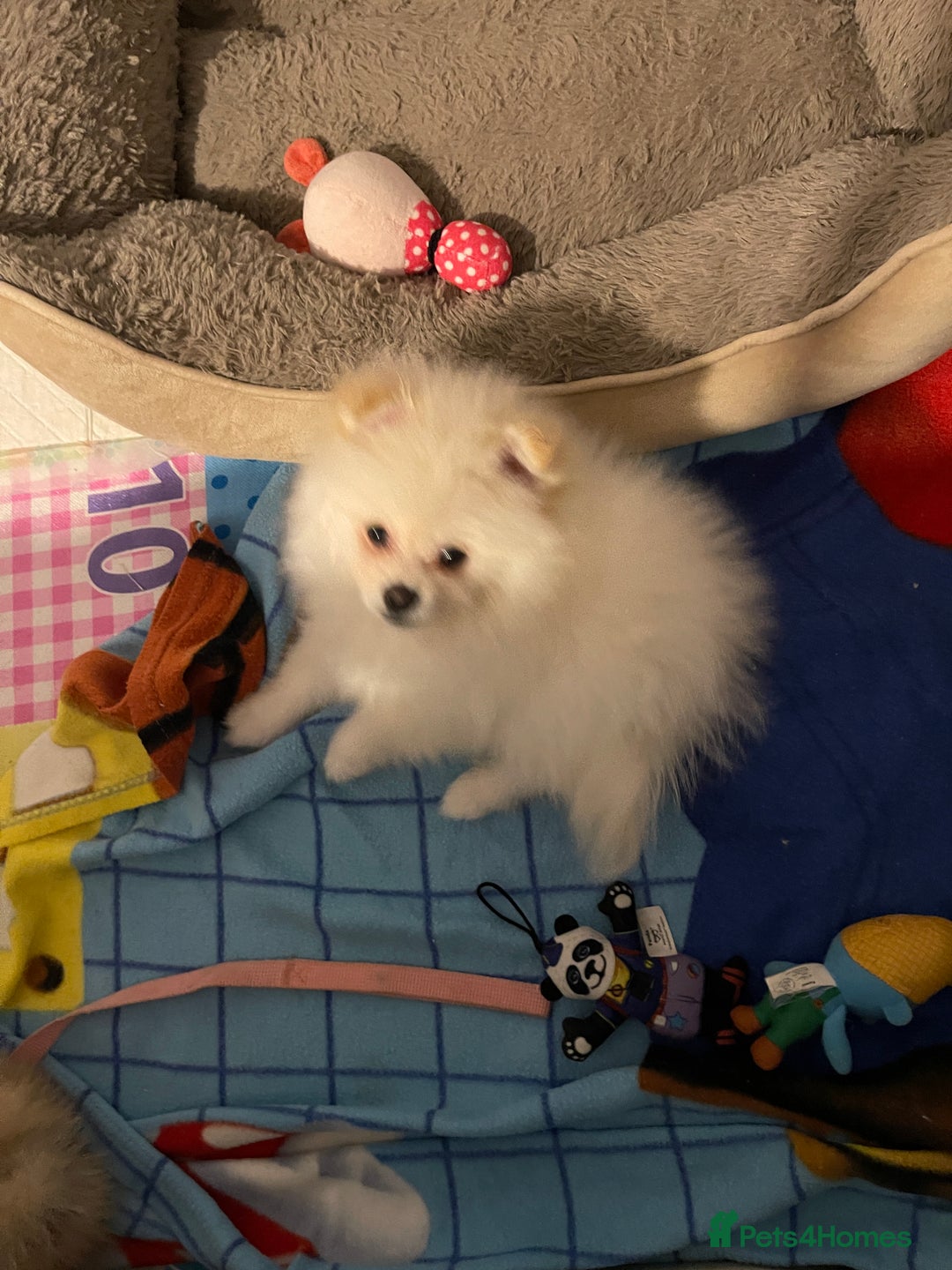 Pomeranian dogs for sale: Beautiful Pomerian Boy  - Image 4