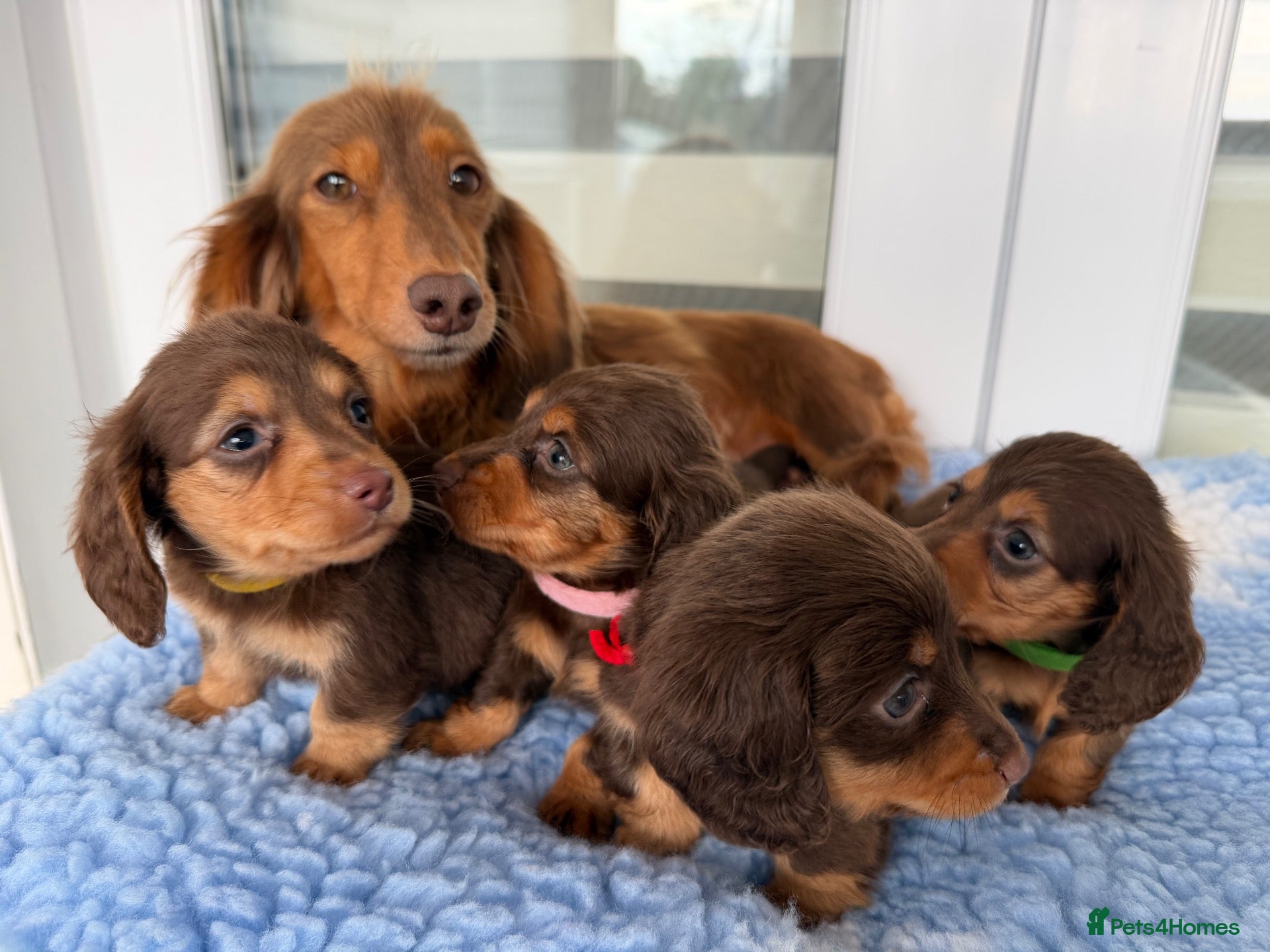 Miniature Dachshund dogs Kc Kaninchen dachshund weeny weeny  - Advert 4
