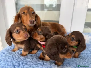 Miniature Dachshund dogs Kc Kaninchen dachshund weeny weeny - Advert 4