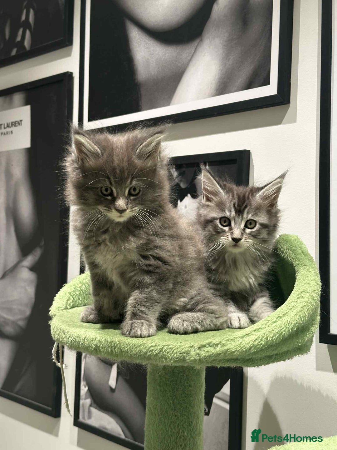 Maine Coon cats for sale: Stunning Mainecoon Kittens - Image 29