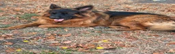 German Shepherd dogs for sale: Two beautiful German Shepherds  in Harlow - Advert 3