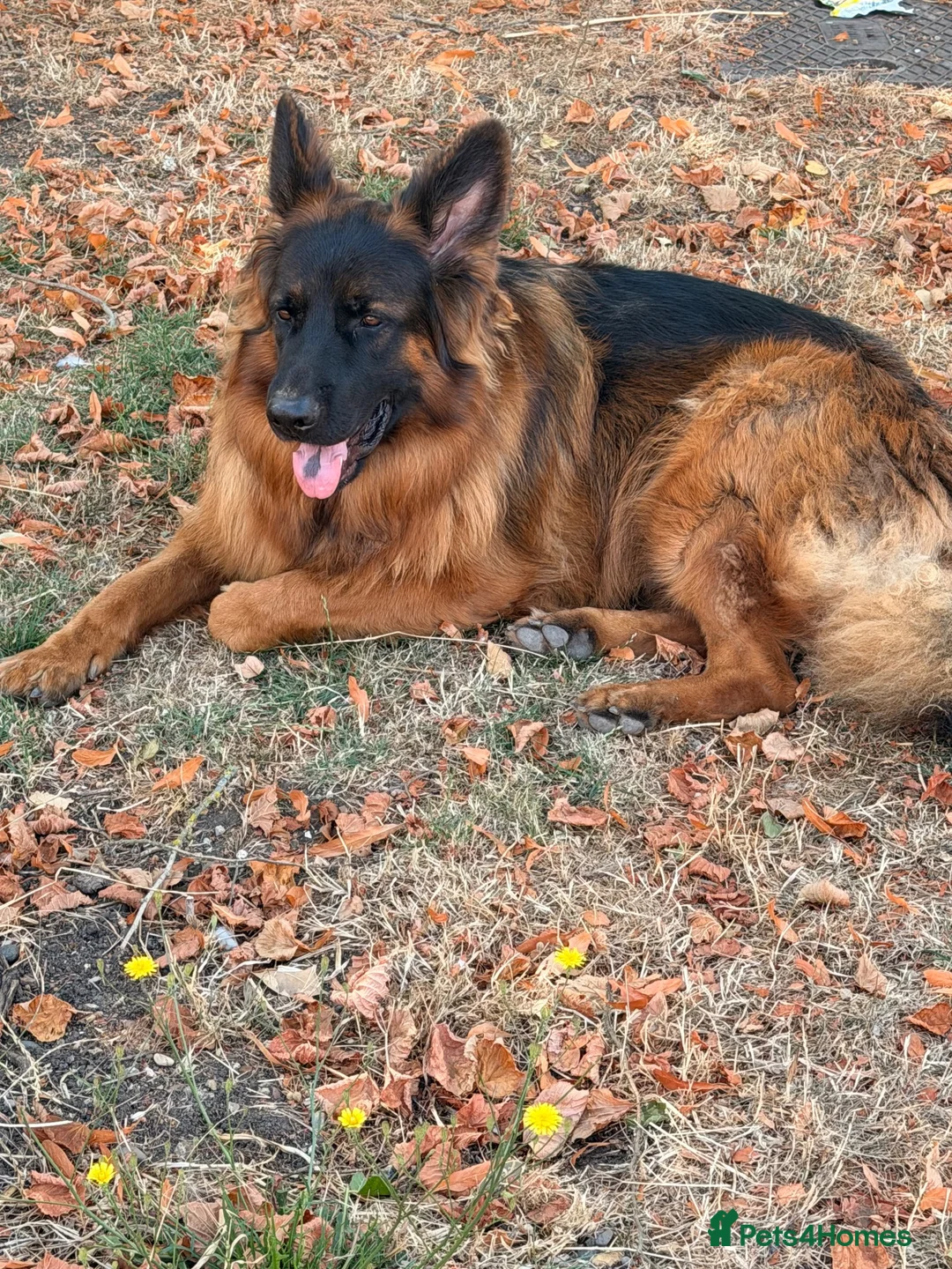 German Shepherd dogs for sale: Two beautiful German Shepherds  in Harlow - Advert 3