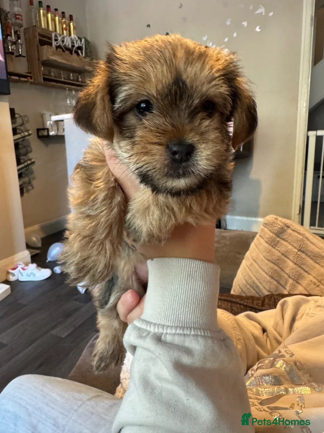 Shorkie dogs for sale: Female shorkie - Advert 2