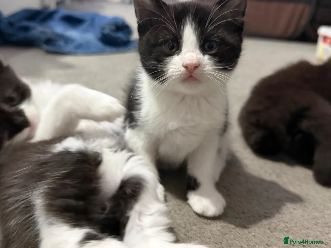 Mixed Breed cats for sale: Kittens for sale  in Sutton - Advert 3