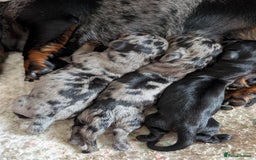 Miniature Dachshund dogs for sale: KC registered miniature dachshund puppies - Image 10