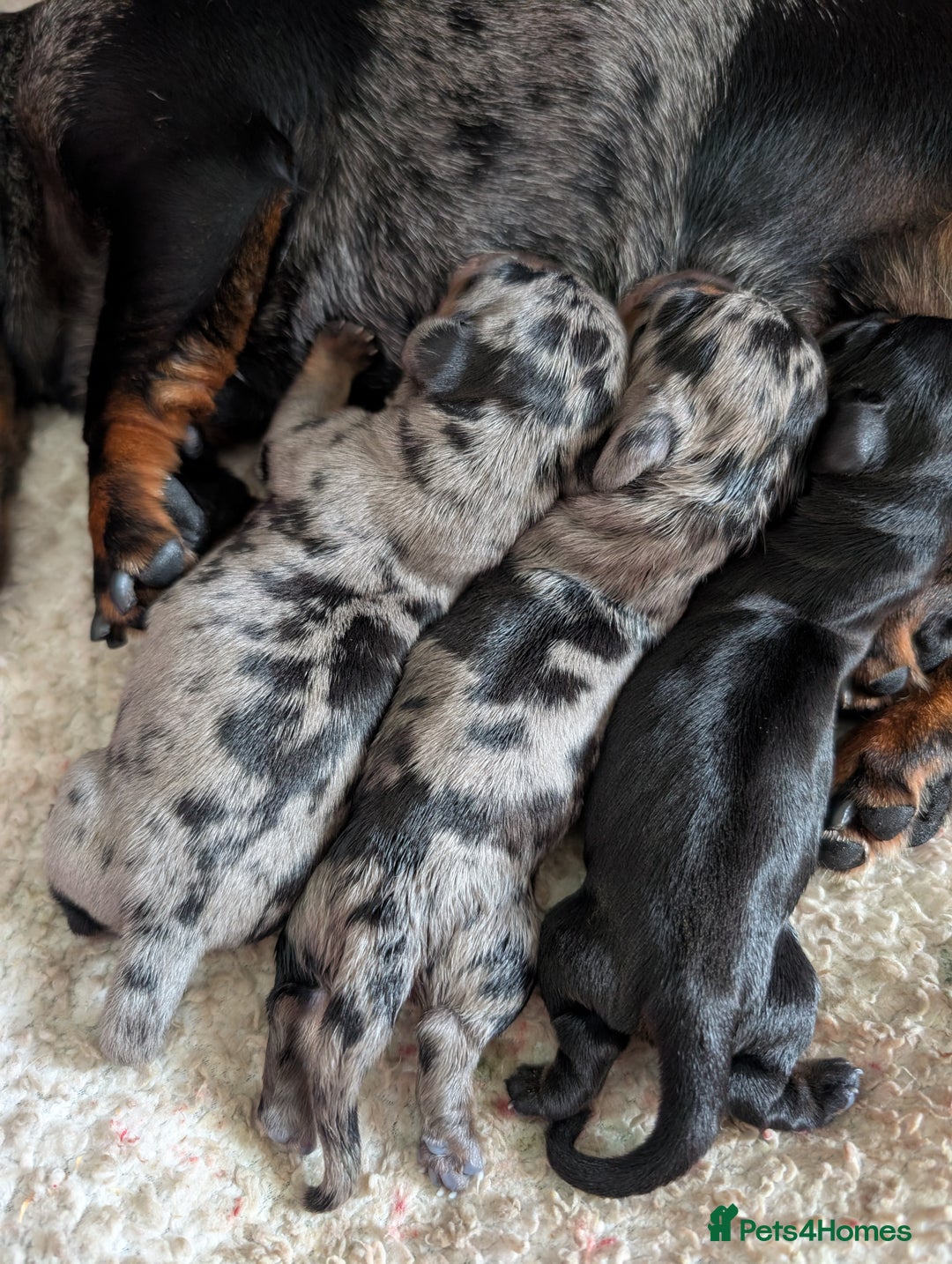 Miniature Dachshund dogs for sale: KC registered miniature dachshund puppies - Image 10