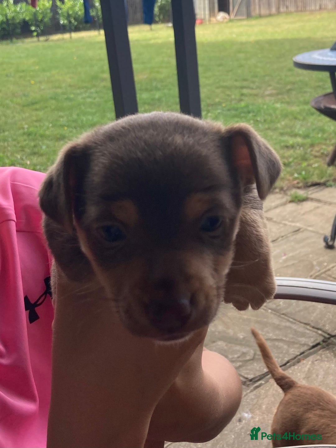 Mixed Breed dogs for sale: Chocolate and tan Jack Russel X - Image 4