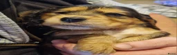 Cocker Spaniel dogs for sale: Gorgeous Sable Cocker Spaniels  - Advert 20