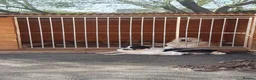 Central Asian Shepherd dogs for sale: Central asian shepherd pups (alabai) in Chester - Advert 6