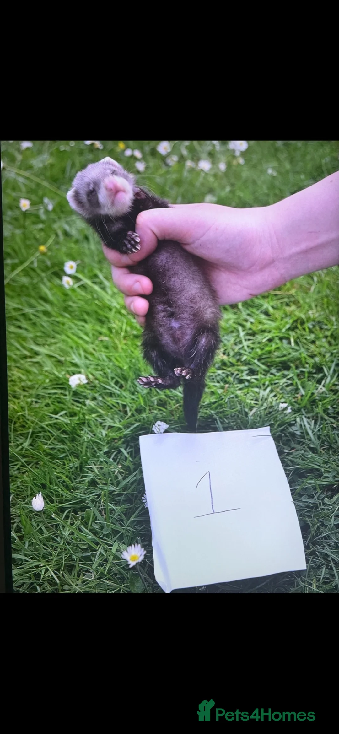 Ferret rodents for sale: Baby ferrets looking for forever homes🏡 - Advert 2
