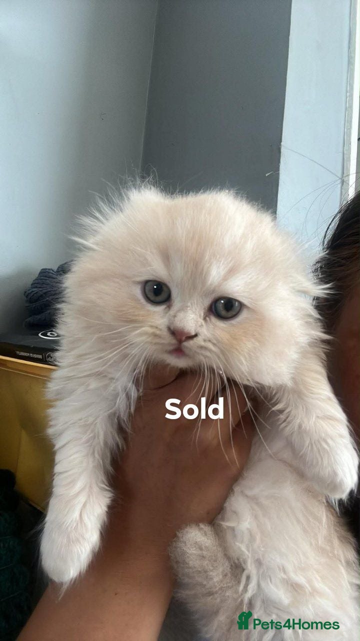 Scottish Fold cats Scottish fold british shorthair  - Advert 14
