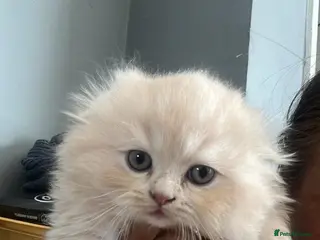 Scottish Fold cats Scottish fold british shorthair - Advert 14