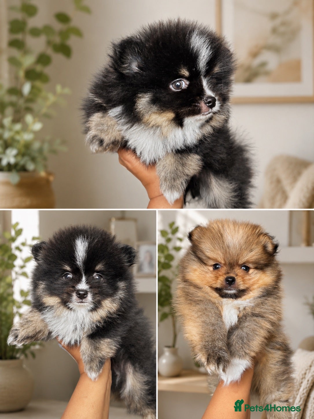 Pomeranian dogs 2 miniature boy Poms for sale  - Advert 6