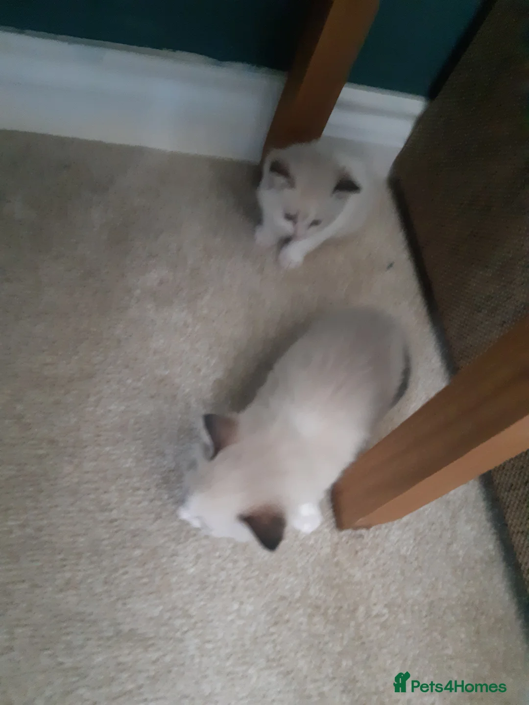 Ragdoll cats for sale: Ragdoll kittens  - Advert 2