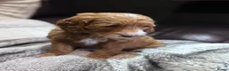 Mixed Breed dogs for sale: 7 week Cockadoodles. Reduced Price.  - Advert 4