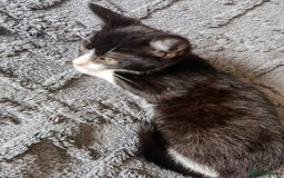 Mixed Breed cats for sale: playful lovely kittens grey torti black girls boys - Image 6