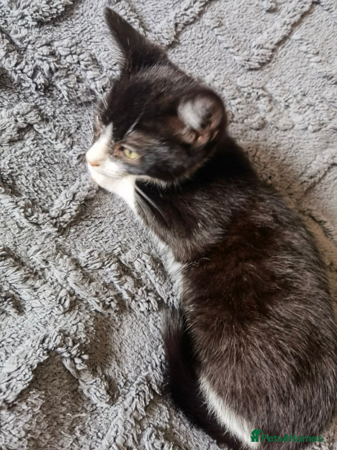 Mixed Breed cats for sale: playful lovely kittens grey torti black girls boys - Image 6