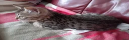 Bengal cats for sale: Bengal Kittens: Princess, Hunter & Friend - Advert 11