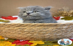 British Shorthair cats for sale: 3 British short hair / long hair kittens  - Image 14