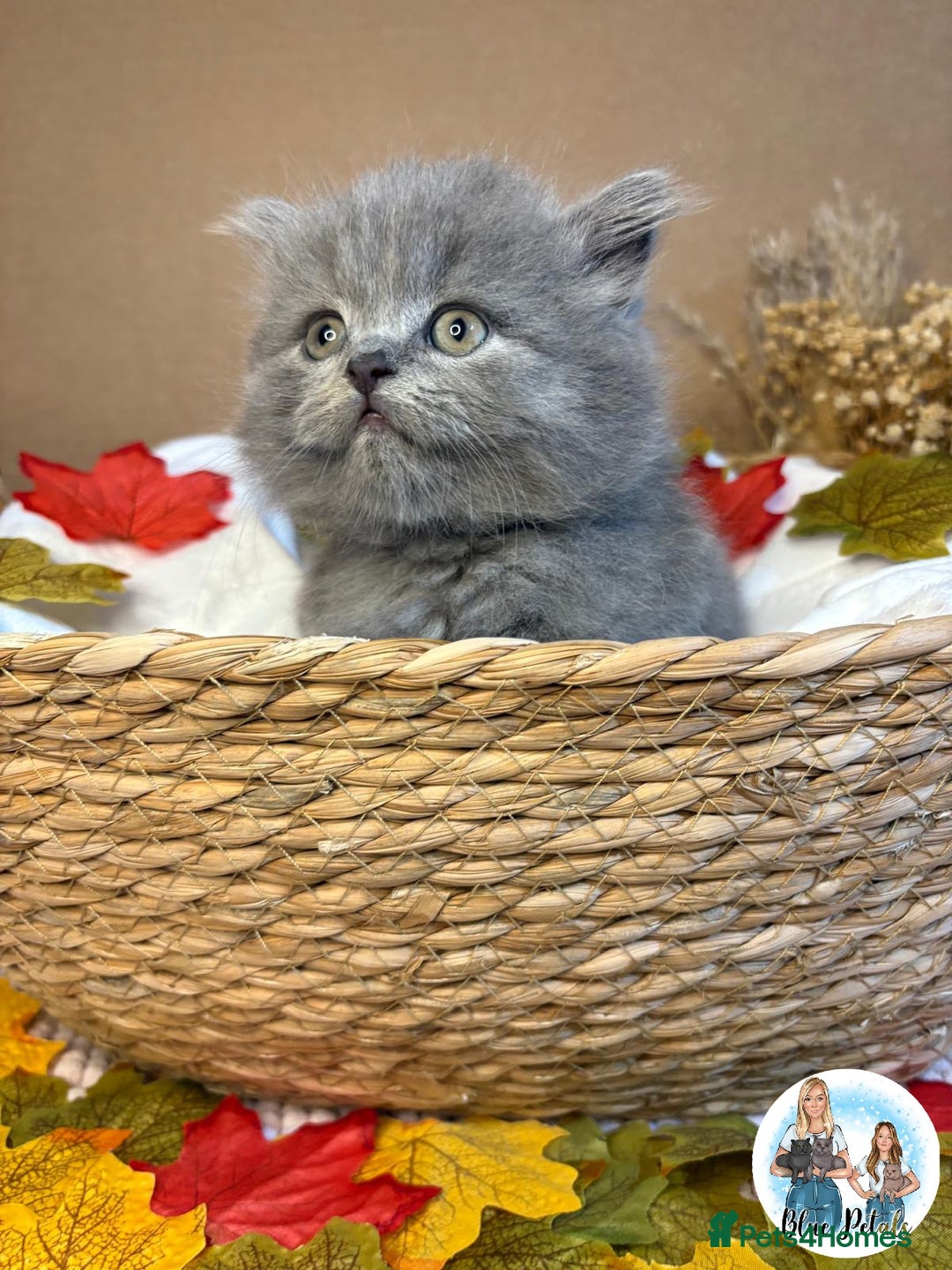 British Shorthair cats for sale: 3 British short hair / long hair kittens  - Image 14