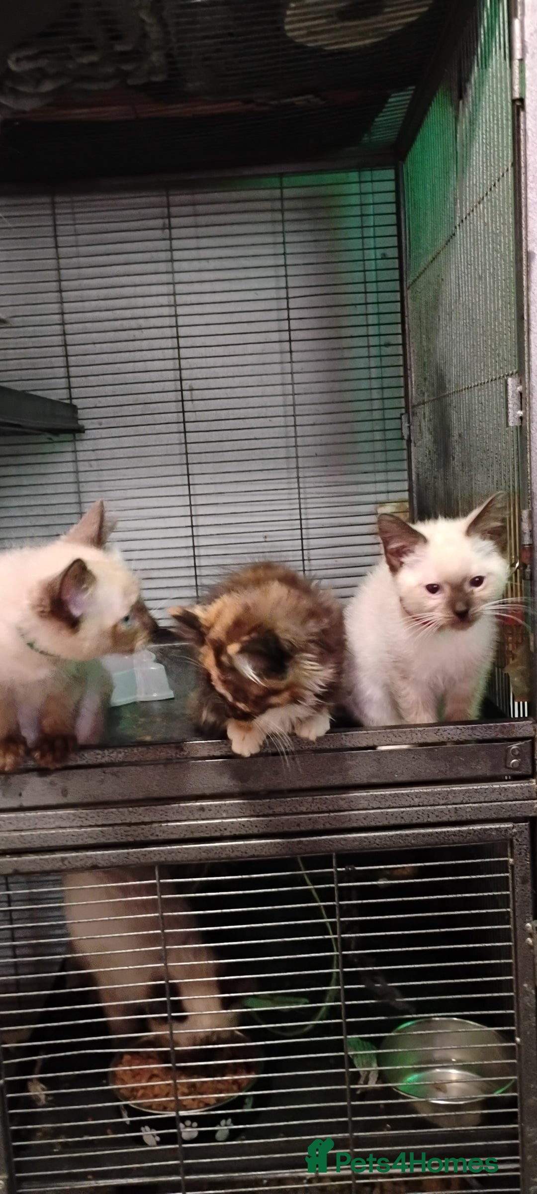 Ragdoll cats for sale: 3/4 ragdoll kittens - Image 2