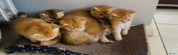 British Shorthair cats for sale: British Shorthairs  - Advert 10