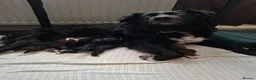 Border Collie dogs for sale: 2 beautiful male collies for sale  - Advert 2